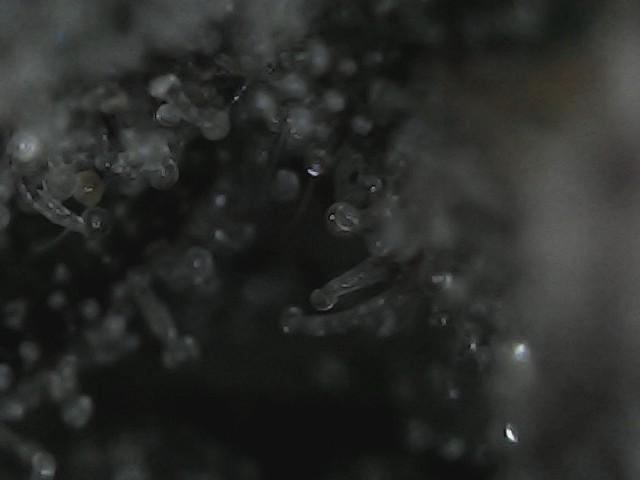 LivingSoil - Amensia Lemon. Week 14