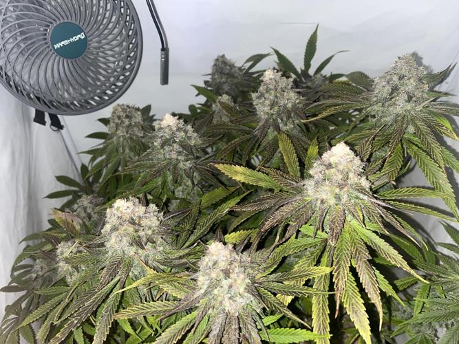 Amnesia Lemon. Week 14