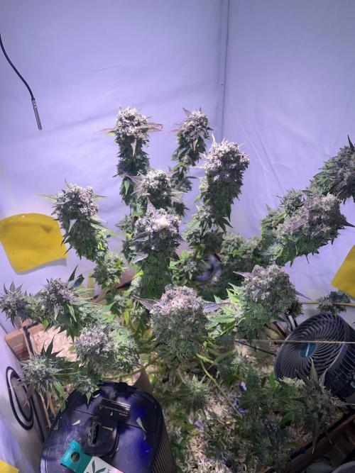 LivingSoil - Amensia Lemon. Week 15