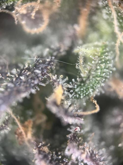 LivingSoil - Amensia Lemon. Week 15