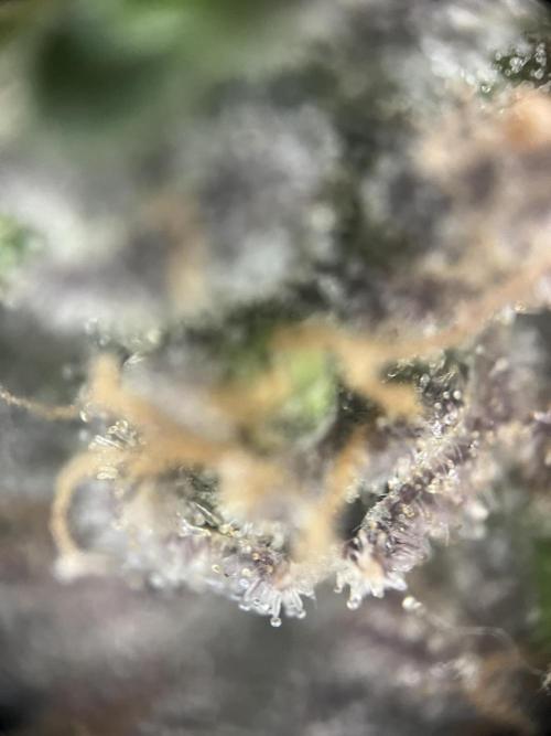 LivingSoil - Amensia Lemon. Week 15