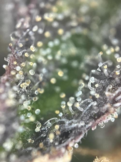 LivingSoil - Amensia Lemon. Week 15