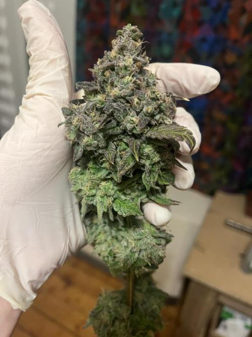 LivingSoil - Amensia Lemon. Week 15