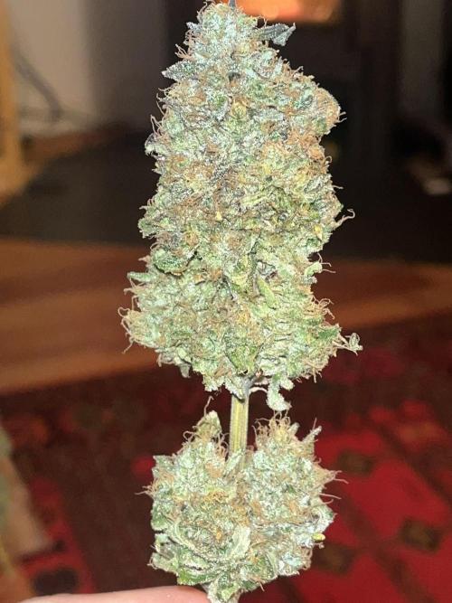 LivingSoil - Amensia Lemon. Week 15