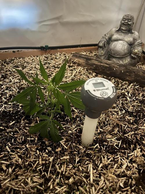 Utopia Haze. Week 1 - 10.04