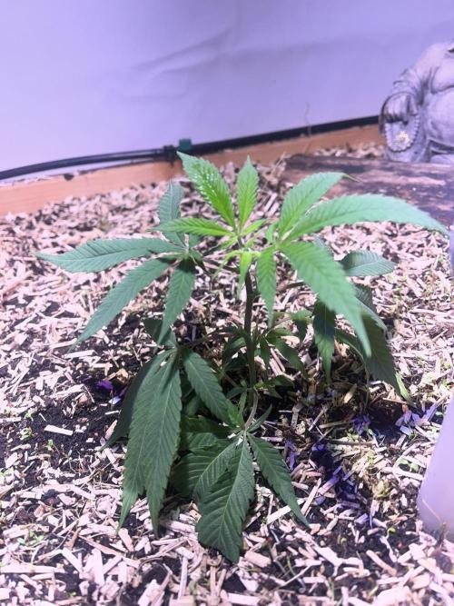 Utopia Haze. Week 1 - 10.04