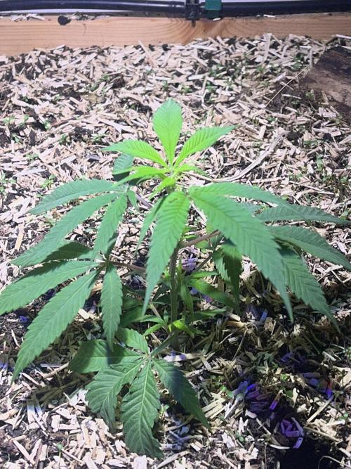Utopia Haze. Week 1 - 12.04