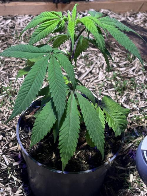 Utopia Haze. Week 1 - 16.04