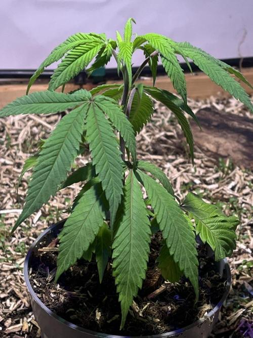 Utopia Haze. Week 1 - 16.04