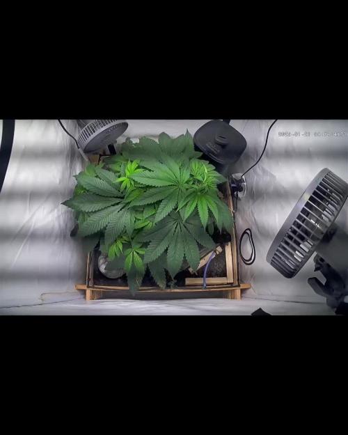 LivingSoil - Amensia Lemon