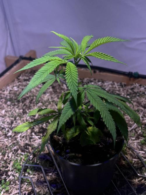 Utopia Haze. Week 2