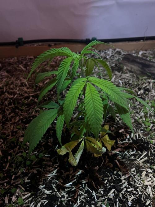 Utopia Haze. Week 2