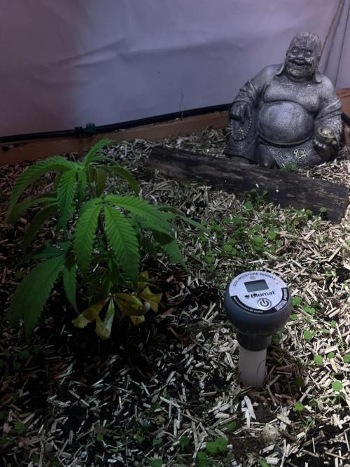 Utopia Haze. Week 2
