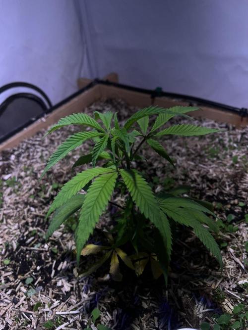 Utopia Haze. Week 3