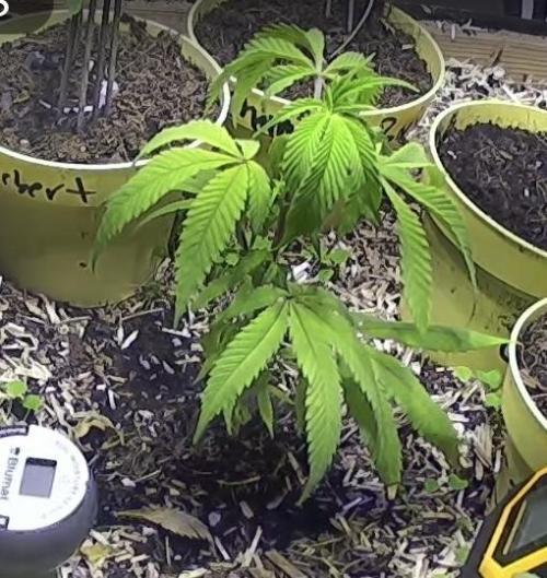 Utopia Haze. Week 3