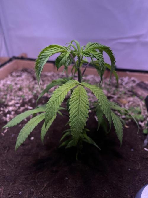 Utopia Haze. Week 3