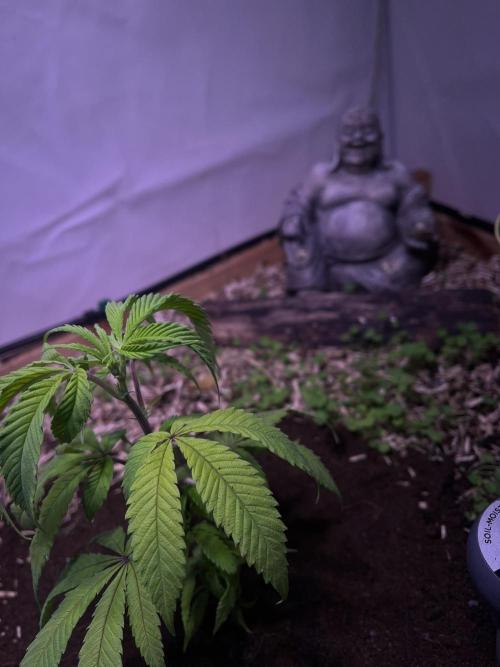 Utopia Haze. Week 3