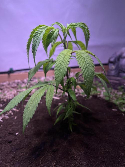 Utopia Haze. Week 3