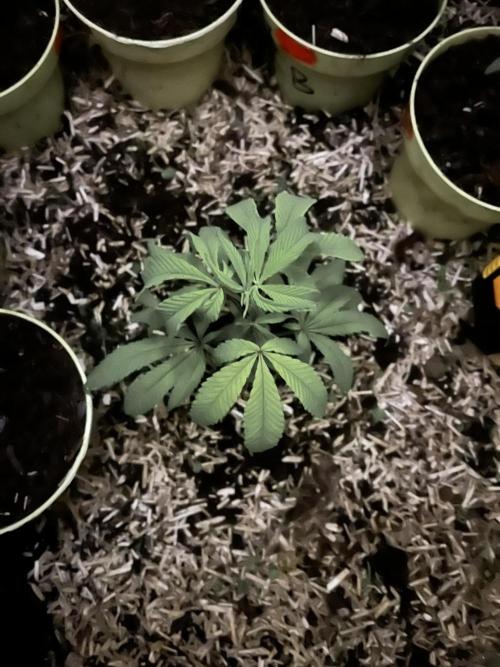 Utopia Haze. Week 3