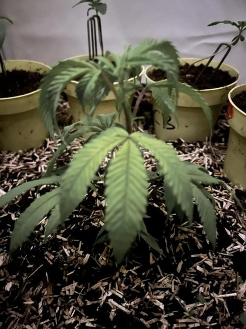 Utopia Haze. Week 3