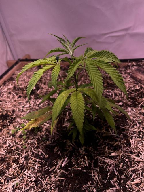 Utopia Haze. Week 4