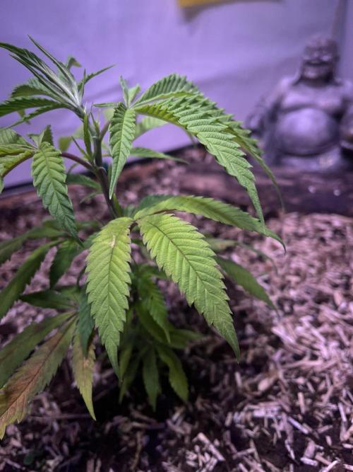 Utopia Haze. Week 4