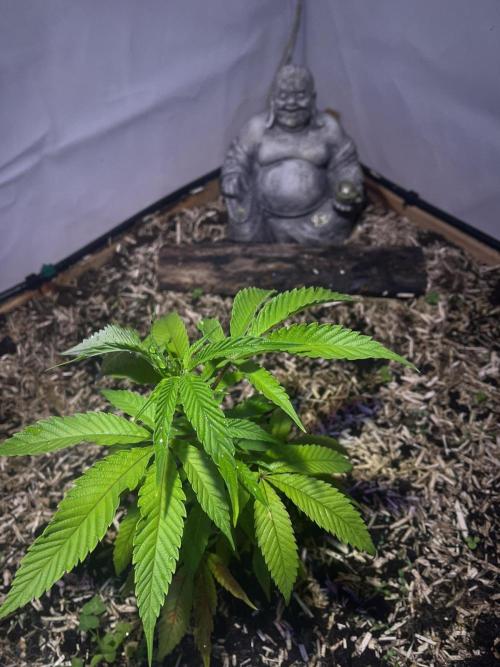 Utopia Haze. Week 4