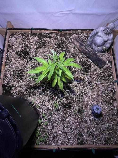 Utopia Haze. Week 4