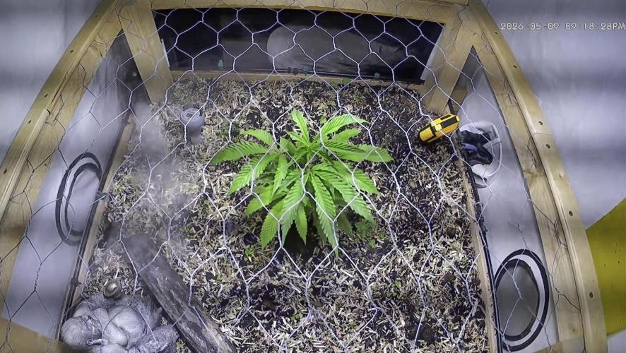 Utopia Haze. Week 5