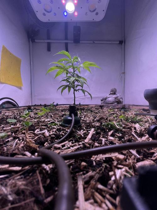 Utopia Haze. Week 5