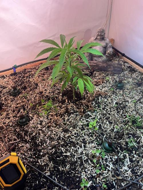 Utopia Haze. Week 5