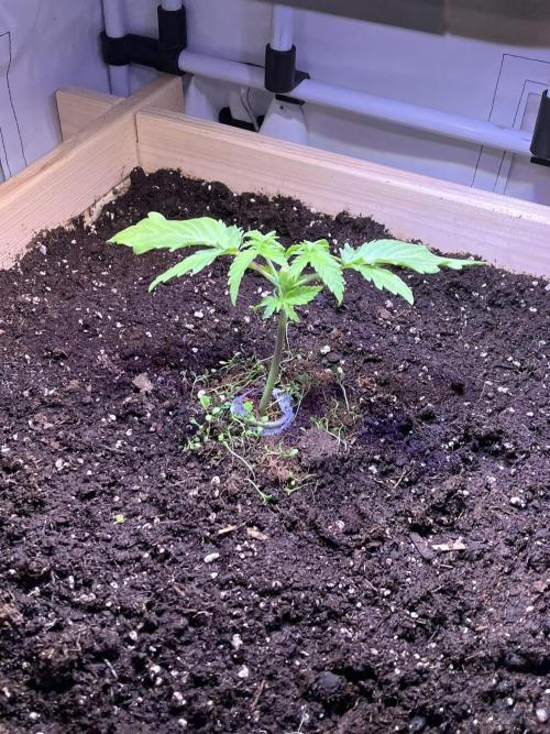 Blue Sunset Sherbert. Week 5