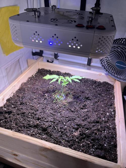 Blue Sunset Sherbert. Week 5
