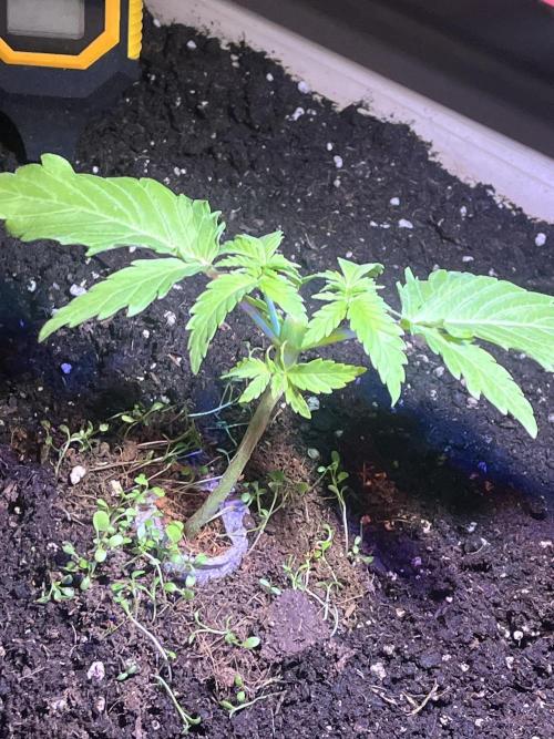 Blue Sunset Sherbert. Week 5