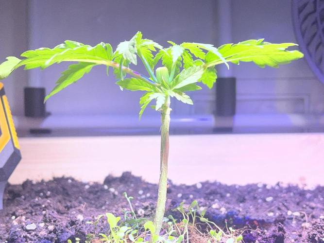 Blue Sunset Sherbert. Week 5
