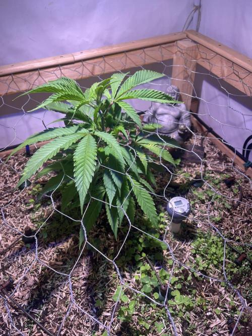 Utopia Haze. Week 6