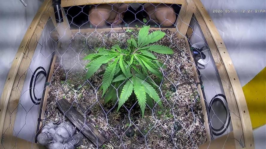 Utopia Haze