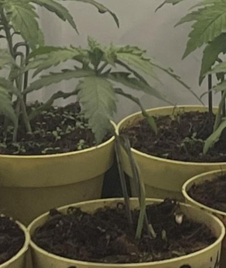 Blue Sunset Sherbert. Week 3