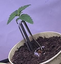 Blue Sunset Sherbert. Week 2