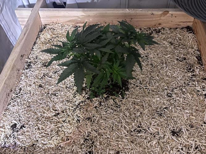 Blue Sunset Sherbert. Week 6