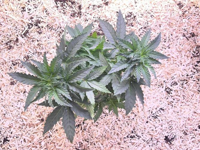 Blue Sunset Sherbert. Week 6