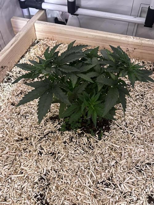 Blue Sunset Sherbert. Week 6