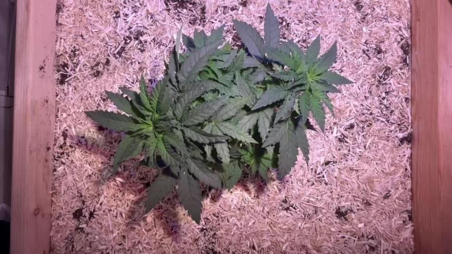 Blue Sunset Sherbert