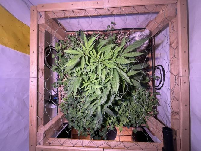 Utopia Haze. Week 8