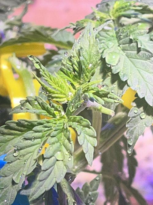 Blue Sunset Sherbert. Week 7