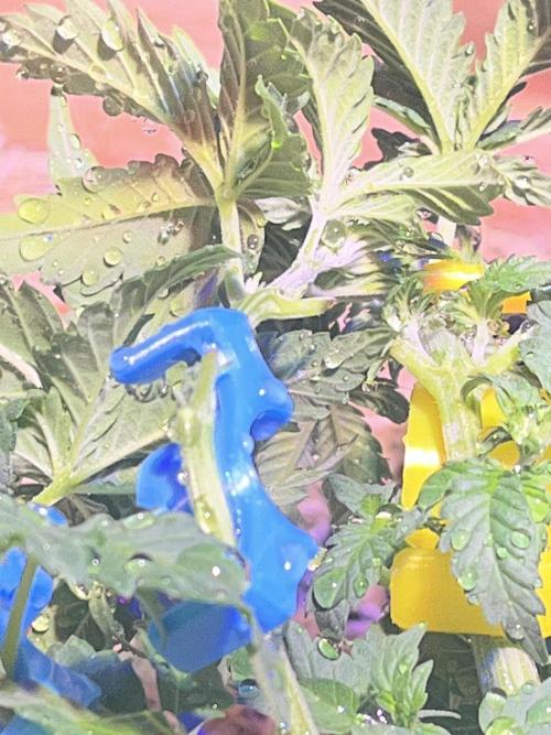 Blue Sunset Sherbert. Week 7