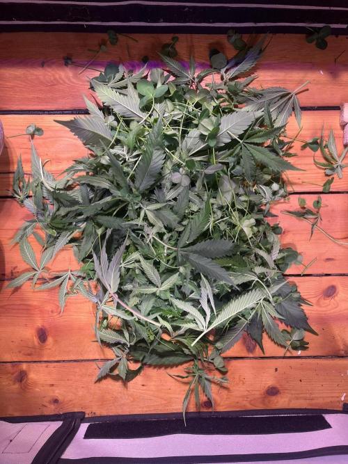 Utopia Haze. Week 9