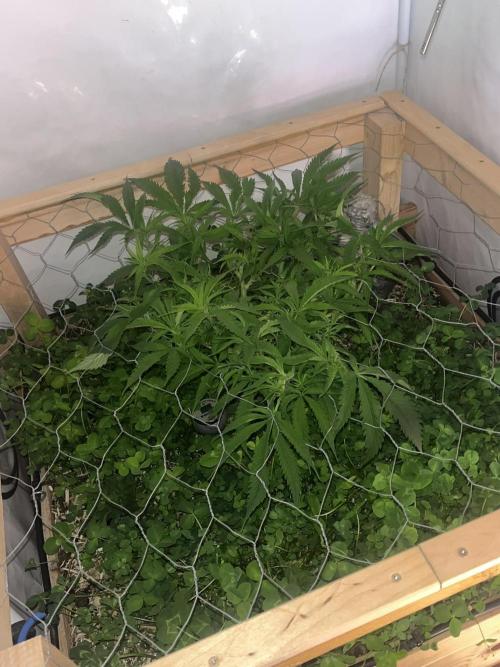 Utopia Haze. Week 9