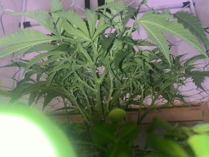 Utopia Haze. Week 9