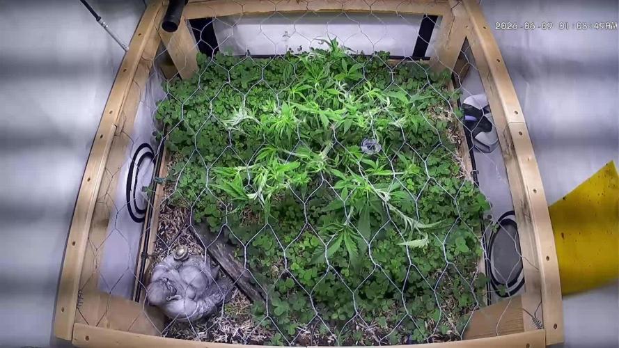 Utopia Haze